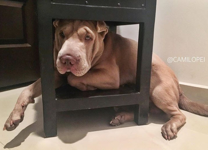 Illustration de l'article : 17 photos de chiens Shar-Pei prouvant qu'une peau plissée peut être la plus jolie des choses